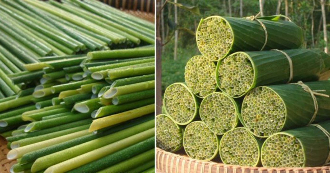 Empresa usa capim para fabricar canudos biodegradáveis no Vietnã