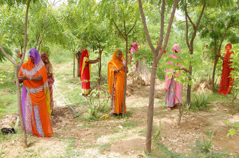portalraizes.com - Toda vez que uma menina nasce, mulheres dessa aldeia na Índia plantam 111 árvores