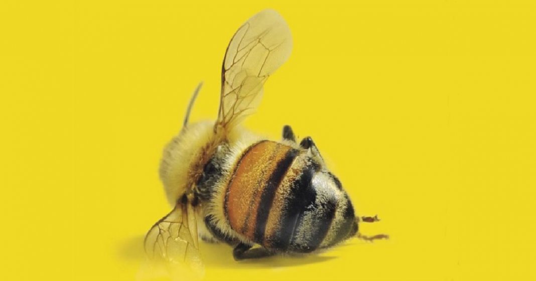 “Sem as abelhas, a humanidade terá apenas mais quatro anos de existência”, refletiu Einstein