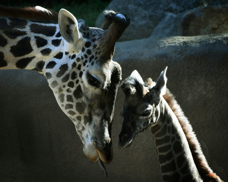 portalraizes.com - Girafas entram para a lista de espécies ameaçadas de extinção