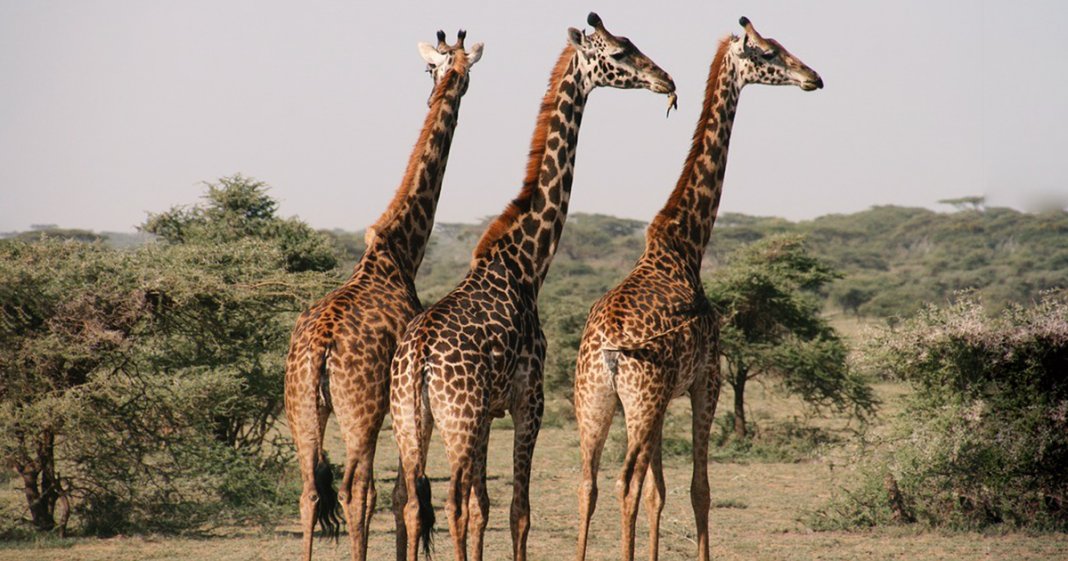 Girafas entram para a lista de espécies ameaçadas de extinção