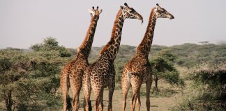 Girafas entram para a lista de espécies ameaçadas de extinção