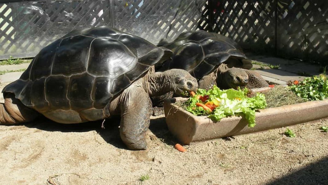 O divórcio que chocou os biólogos. Tartarugas se zangam e se separam após 115 anos