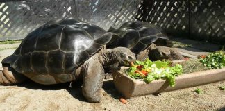 O divórcio que chocou os biólogos. Tartarugas se zangam e se separam após 115 anos