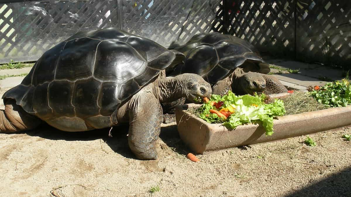 portalraizes.com - O divórcio que chocou os biólogos. Tartarugas se zangam e se separam após 115 anos