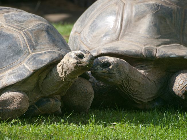 portalraizes.com - O divórcio que chocou os biólogos. Tartarugas se zangam e se separam após 115 anos