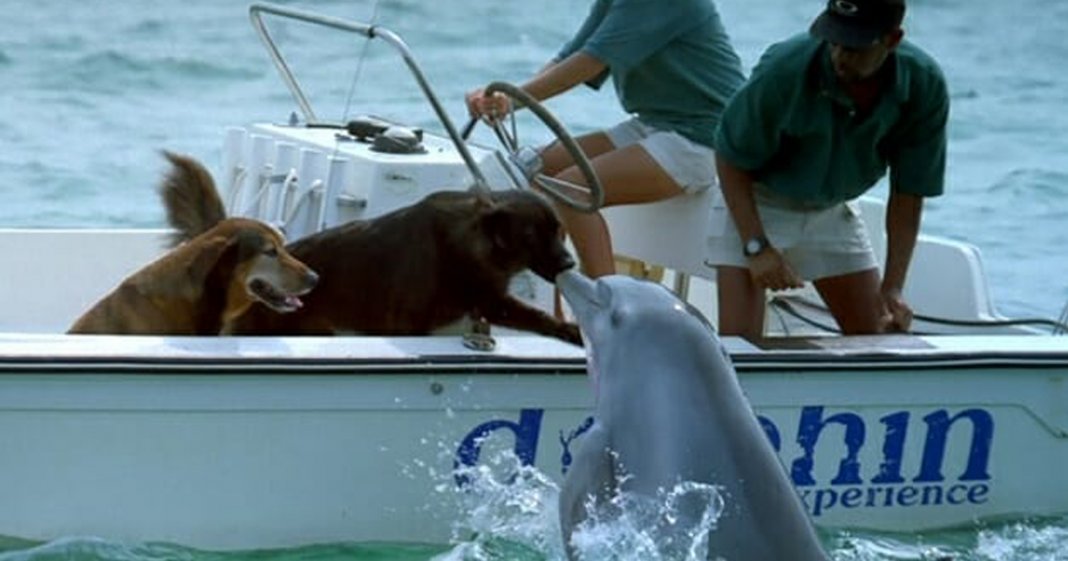 Golfinho sai da água e tasca um selinho em cachorro – veja o vídeo