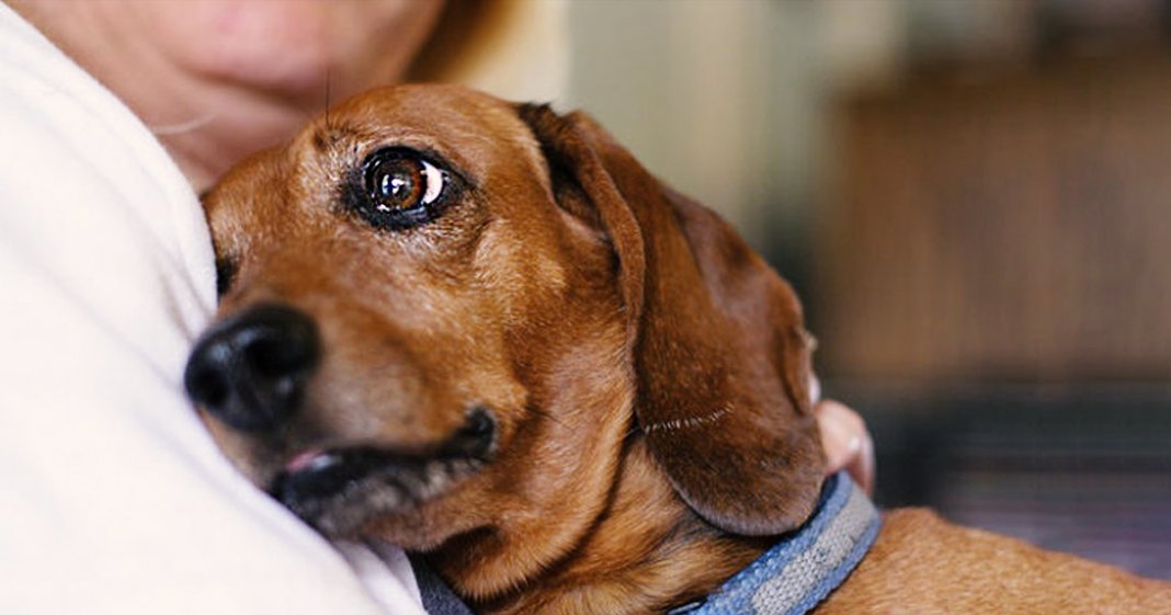 Estudo mostra que os cães veem seus donos como se fossem seus pais