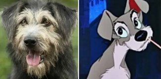Cachorro protagonista de A Dama e o Vagabundo foi resgatado de abrigo que sacrifica animais