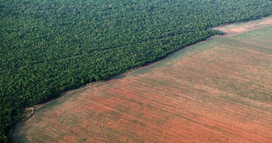 Desmatamento da Amazônia cresceu em julho 278% em relação a 2018