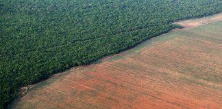 Desmatamento da Amazônia cresceu em julho 278% em relação a 2018