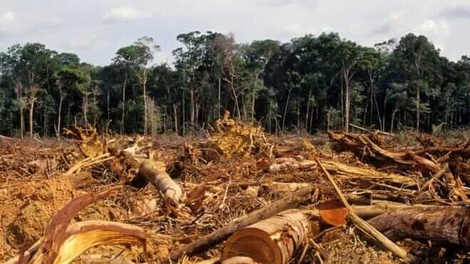 portalraizes.com - Desmatamento da Amazônia cresceu em julho 278% em relação a 2018