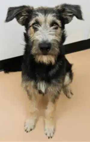 Cachorro protagonista de A Dama e o Vagabundo foi resgatado de abrigo que sacrifica animais portalraizes.com - Cachorro protagonista de A Dama e o Vagabundo foi resgatado de abrigo que sacrifica animais
