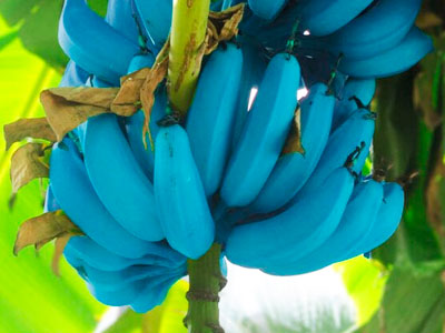 portalraizes.com - Blue Java: a banana azul que tem textura de sorvete e sabor de baunilha