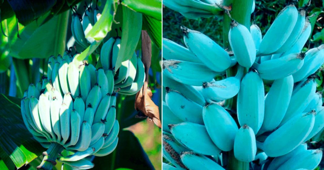 Blue Java: a banana azul que tem textura de sorvete e sabor de baunilha