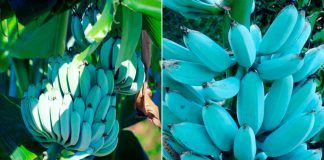 Blue Java: a banana azul que tem textura de sorvete e sabor de baunilha