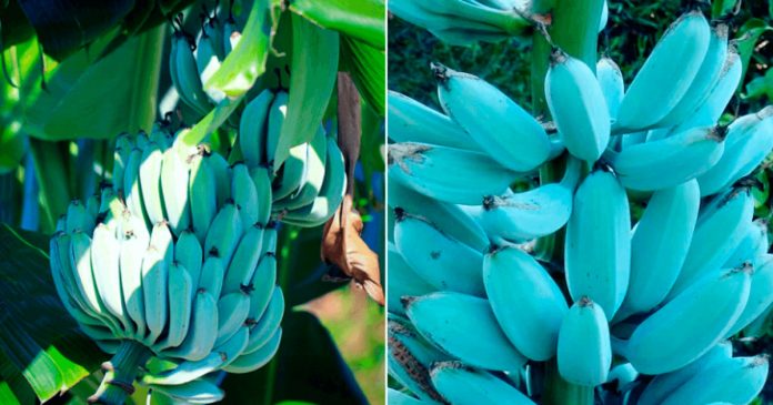 BLUE_JAVA-770x409