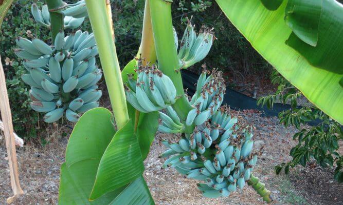 portalraizes.com - Blue Java: a banana azul que tem textura de sorvete e sabor de baunilha