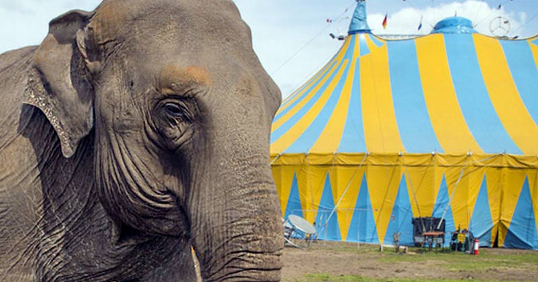 País compra últimos elefantes de circo para que possam se aposentar