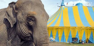País compra últimos elefantes de circo para que possam se aposentar