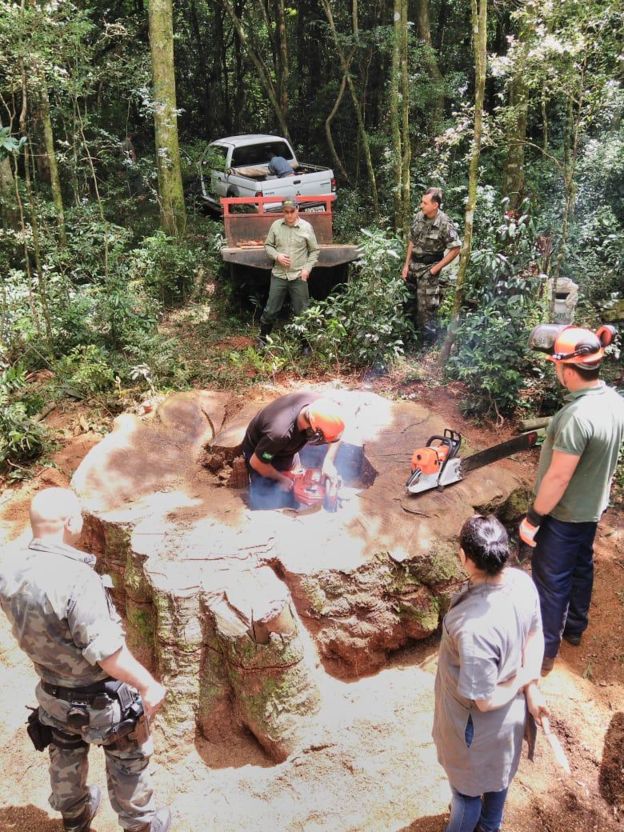 portalraizes.com - Árvore rara de 535 anos é derrubada para virar cerca em Santa Catarina