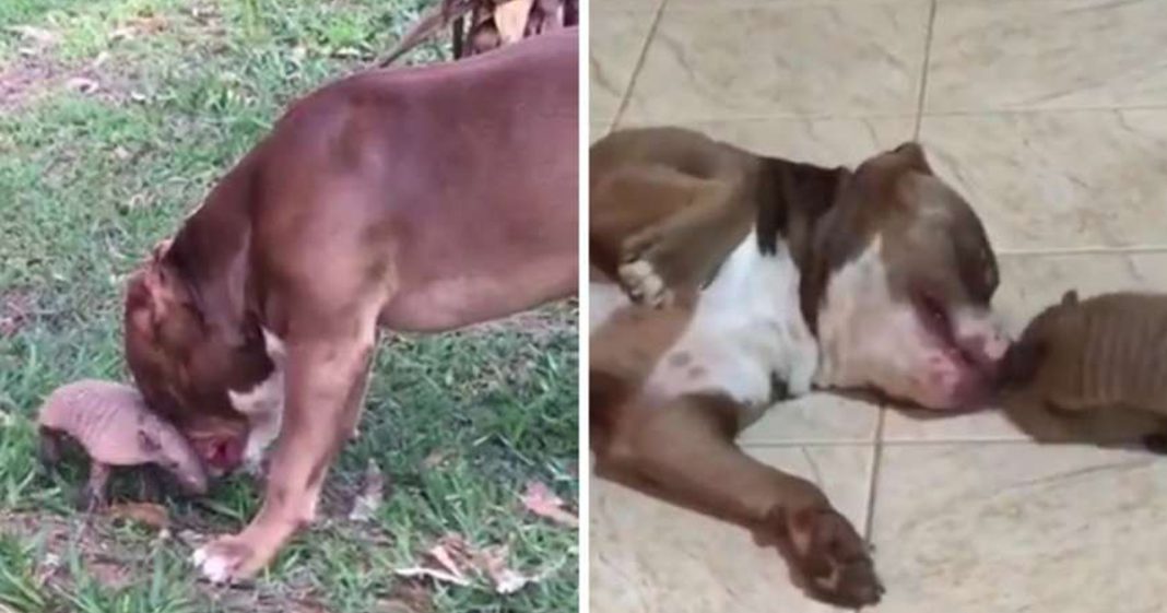 Tatuzinho mora na floresta, mas visita o amigo pitbull todos os dias