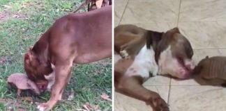 Tatuzinho mora na floresta, mas visita o amigo pitbull todos os dias