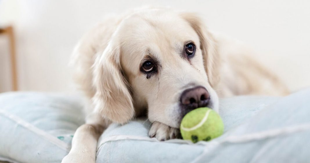 Nunca deixe um cachorro sozinho por muito tempo, pois ele sofre. E muito!