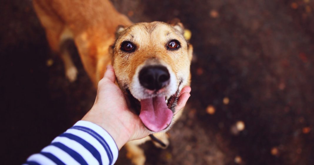 Como os cães escolhem o seu humano favorito?