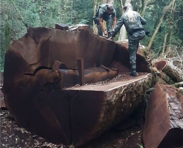 portalraizes.com - Árvore rara de 535 anos é derrubada para virar cerca em Santa Catarina