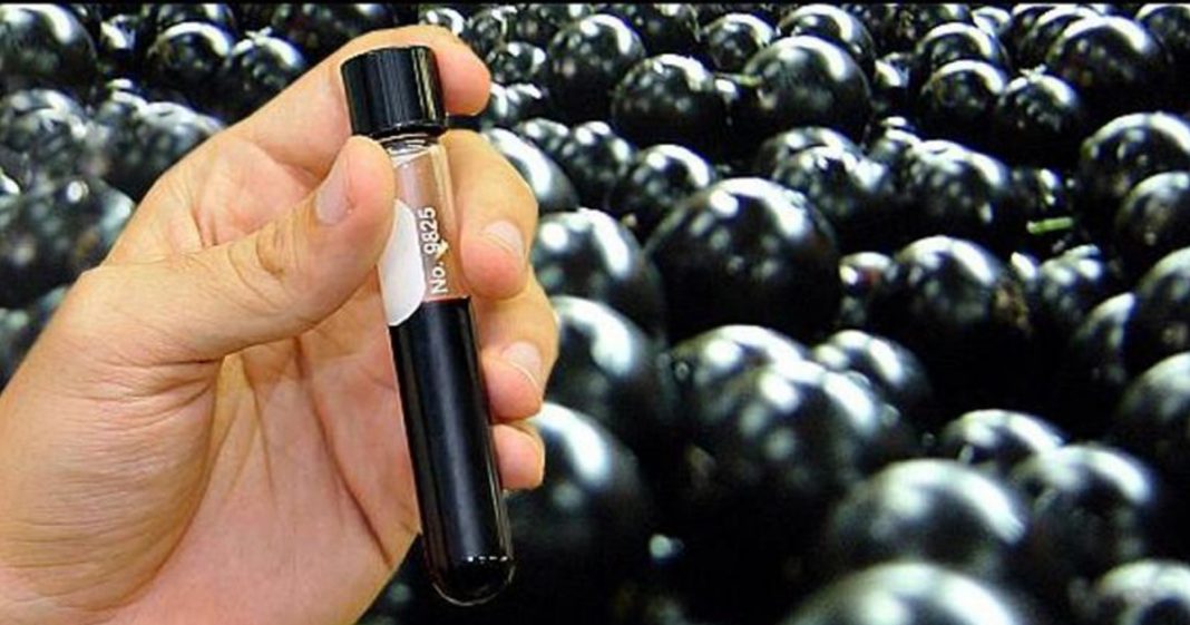 Extrato de Jabuticaba pra diabetes e gordura no fígado será comercializado