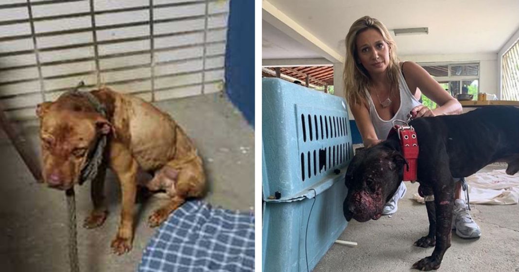 Luisa Mell resgata animais de “rinha” clandestina de pitbulls