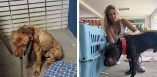 Luisa Mell resgata animais de “rinha” clandestina de pitbulls