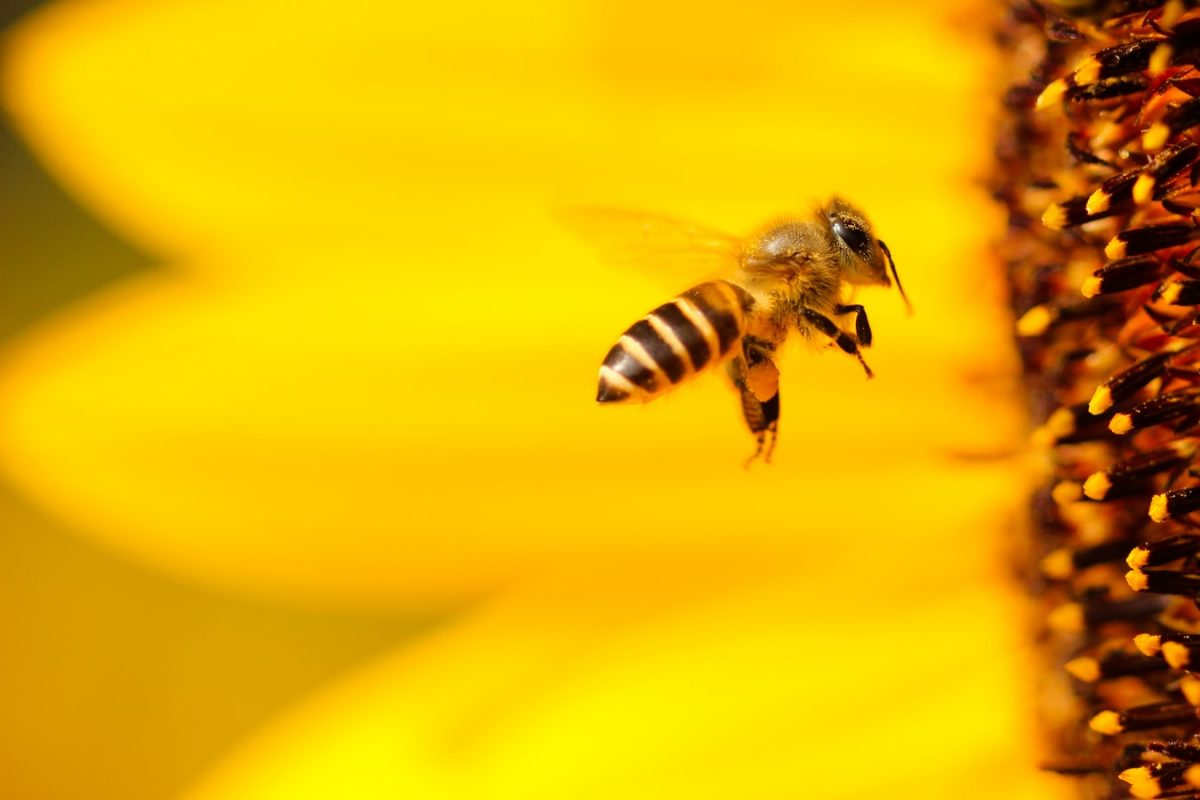 portalraizes.com - França é primeiro país a banir todos os cinco pesticidas ligados à morte de abelhas