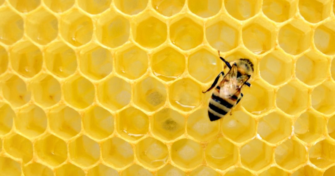 França é primeiro país a banir todos os cinco pesticidas ligados à morte de abelhas