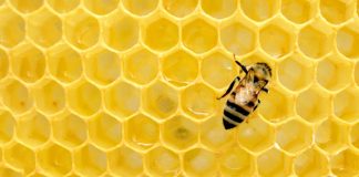 França é primeiro país a banir todos os cinco pesticidas ligados à morte de abelhas