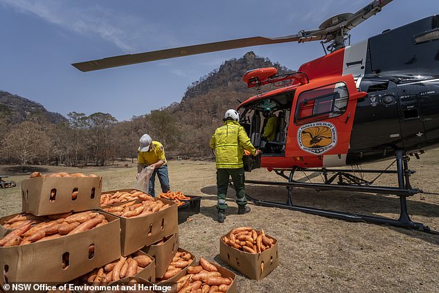 portalraizes.com - Após incêndios, avião joga legumes para animais famintos na Austrália