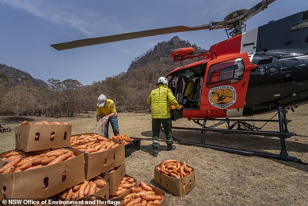 portalraizes.com - Após incêndios, avião joga legumes para animais famintos na Austrália