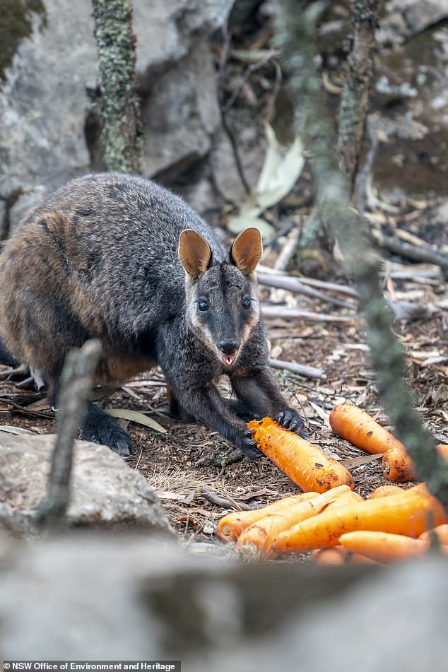 portalraizes.com - Após incêndios, avião joga legumes para animais famintos na Austrália