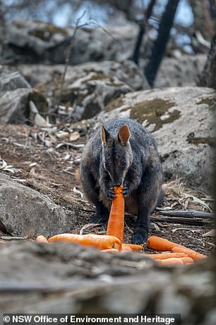 portalraizes.com - Após incêndios, avião joga legumes para animais famintos na Austrália