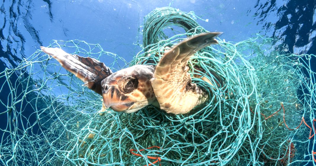 Todas as tartarugas marinhas do planeta têm plástico no organismo