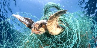 Todas as tartarugas marinhas do planeta têm plástico no organismo
