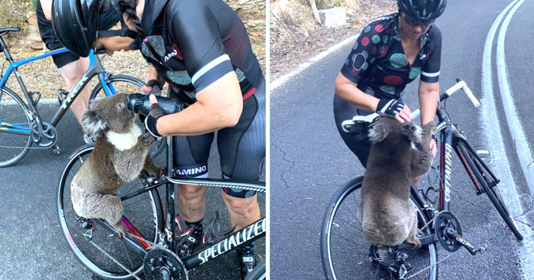 Coala pede água a ciclista para aliviar o calor intenso na Austrália