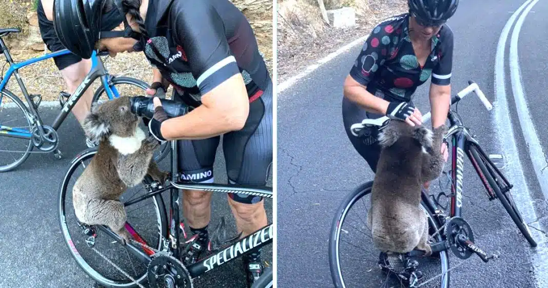 Coala ciclista Coala pede água a ciclista para aliviar o calor intenso na Austrália