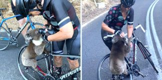 Coala pede água a ciclista para aliviar o calor intenso na Austrália