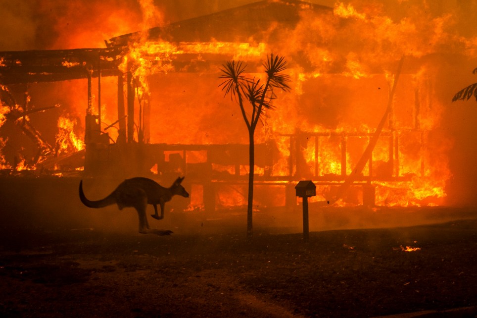 portalraizes.com - Mais de um bilhão de animais terão morrido em incêndios na Austrália