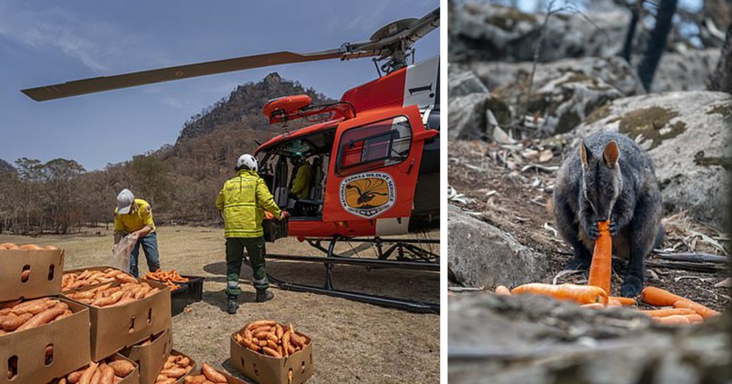 Após incêndios, avião joga legumes para animais famintos na Austrália