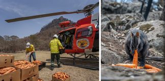 Após incêndios, avião joga legumes para animais famintos na Austrália
