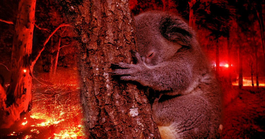 Mais de um bilhão de animais terão morrido em incêndios na Austrália