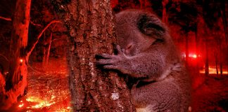 Mais de um bilhão de animais terão morrido em incêndios na Austrália